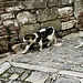 Gubbio 2024 – Street cat