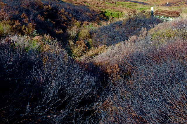 Burnt heather