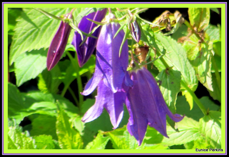 Bluebells Ring In the Spring.