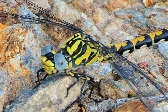 Large Pincertail f thorax and vertex (Onychogomphus uncatus)