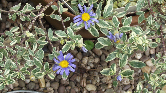 Lovely blue flowers on a plant I didn't know flowered - it's a Felicia variegated