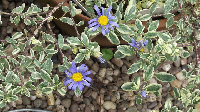 Lovely blue flowers on a plant I didn't know flowered - it's a Felicia variegated Lovely blue flowers on a plant I didn't know flowered - it's a Felicia variegated