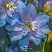 Blue Glory