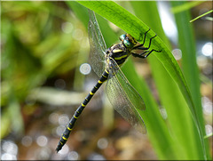 Zweigestreifte Quelljungfer (Cordulegaster boltonii) Golden-ringed Dragonfly