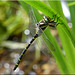 Zweigestreifte Quelljungfer (Cordulegaster boltonii) Golden-ringed Dragonfly