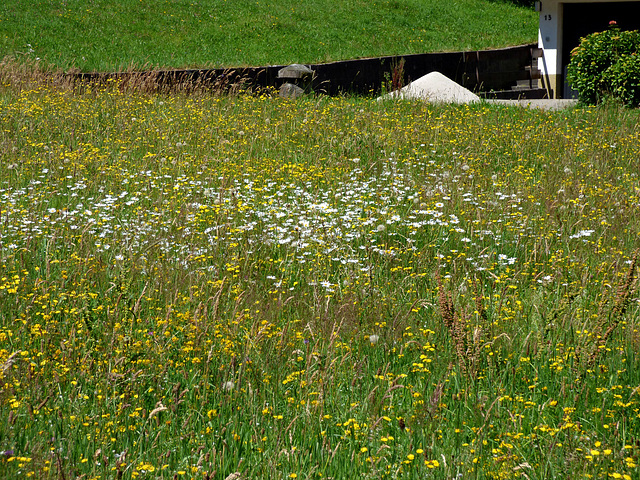 Sommerwiese