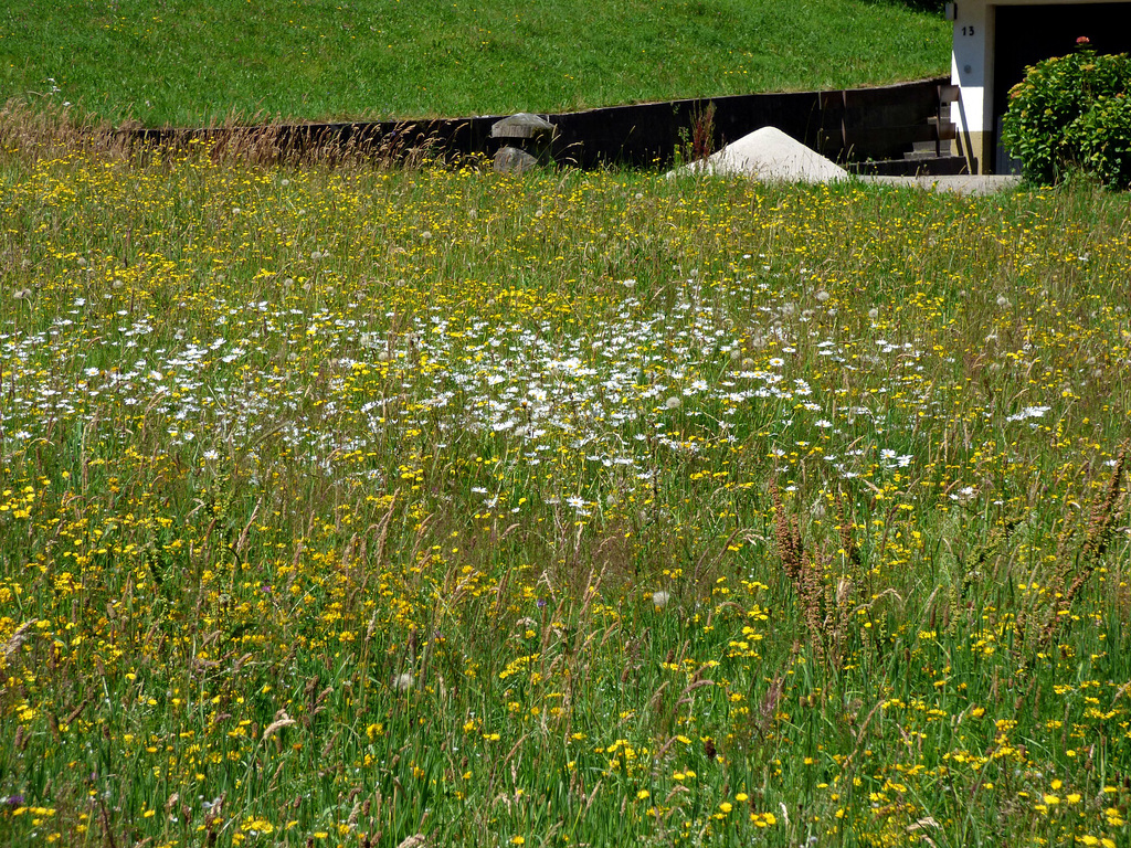 Sommerwiese