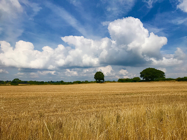 Summer clouds over Gnosall