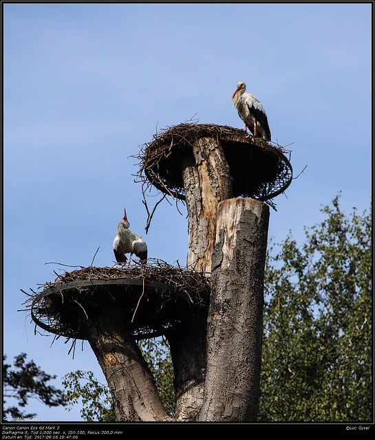 IMG 8409.jpg 2017 09 16  Zoo Planckendael II