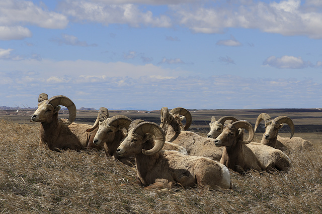 Bighorn Rams