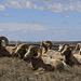 Bighorn Rams