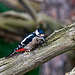 Great spotted woodpecker