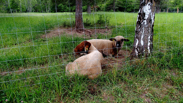 HAPPY FENCE FRIDAY