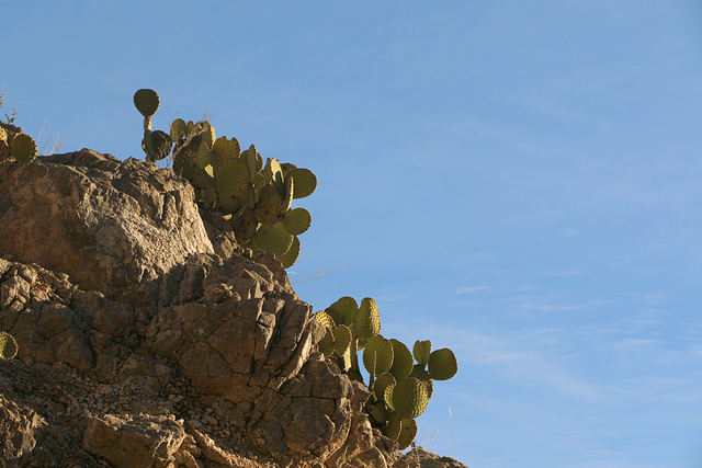 Opuntia rufida