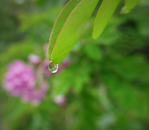 Robinia rifratta