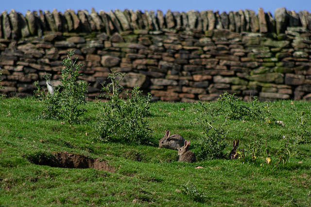 Bray Clough rabbits