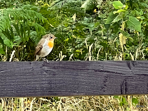 Young Robin fending for itself