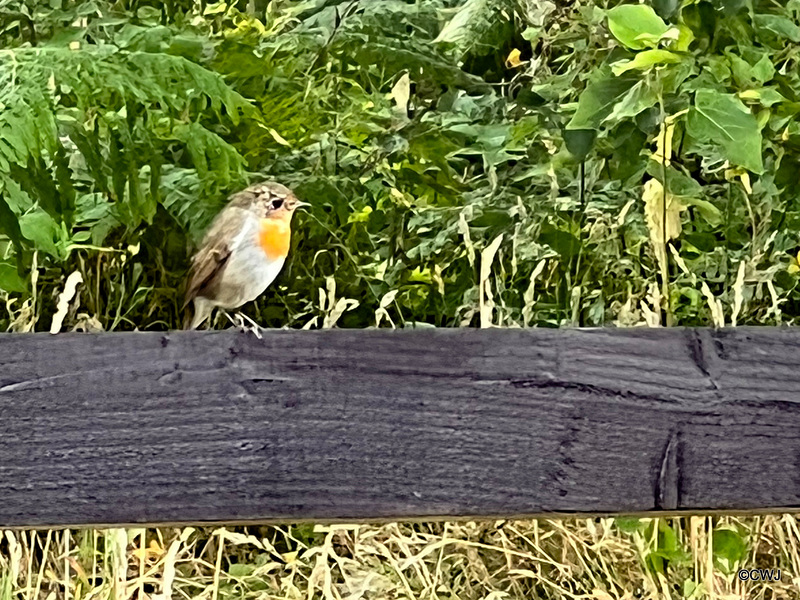 Young Robin fending for itself