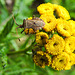 20220908 1677CPw [D~LIP] Rainfarn (Tanacetum vulgare), Lederwanze (Coreus marginatus) [Große Randwanze] [Saumwanze], UWZ, Bad Salzuflen