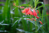 Crocosmia