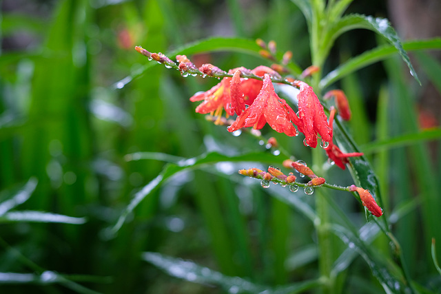 Crocosmia