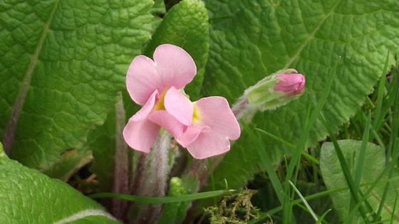 The delicate pale pink of the primula