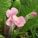 The delicate pale pink of the primula