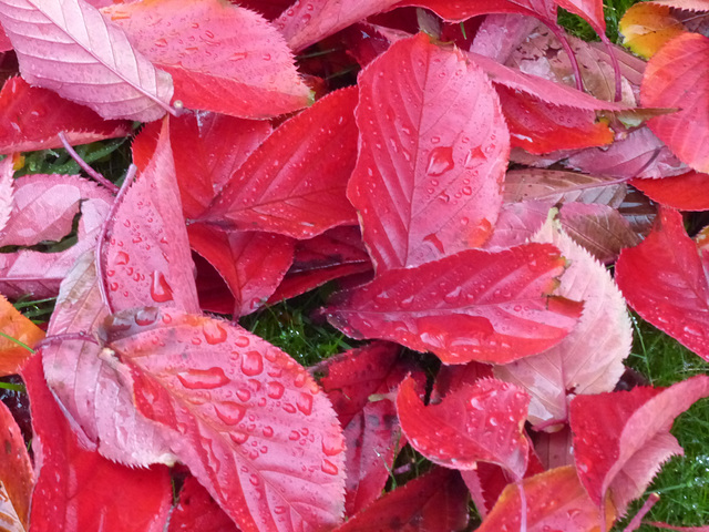 Fall in a Lee Garden (5) - 4 November 2015