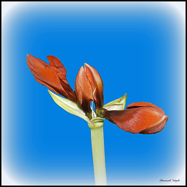 Amaryllis