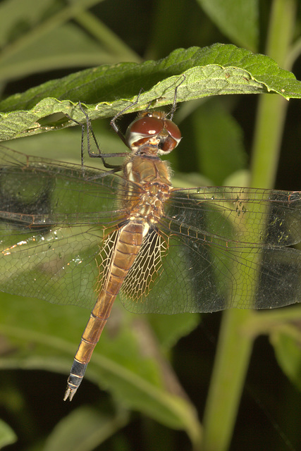 IMG 8813dragonfly