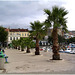 Crikvenica - palm trees