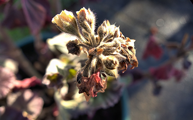 Wintering Flowers