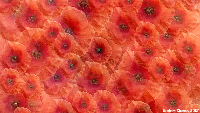 Poppies