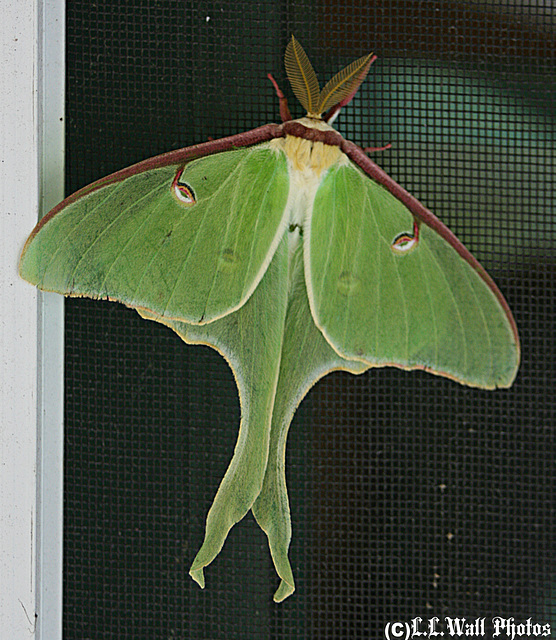 Luna Moth