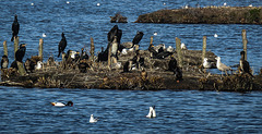 20190223 4461CPw [D~MS] Kormoran, Brandgans, Lachmöwe, Möwe, Rieselfelder Münster