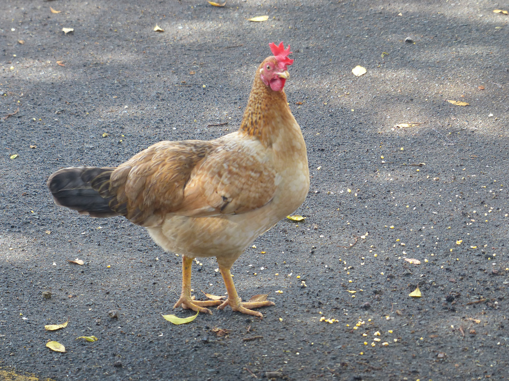 Free Range Chicken (2) - 10 March 2019