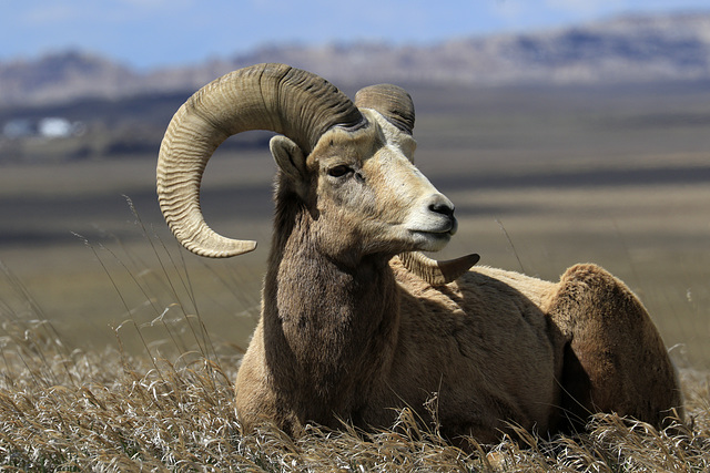 Bighorn Ram