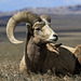 Bighorn Ram