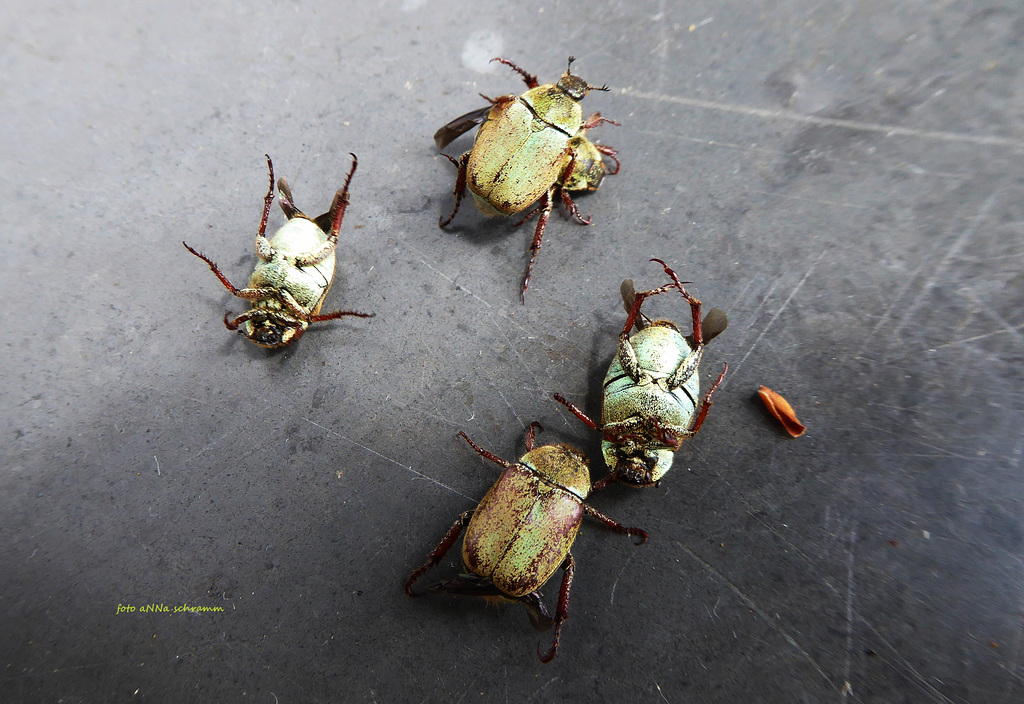 Goldstaub-Laubkäfer (Hoplia argentea) (PIP)