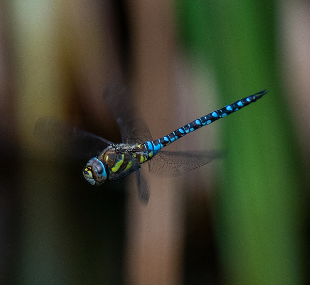 Migrant hawker in flight