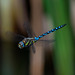 Migrant hawker in flight