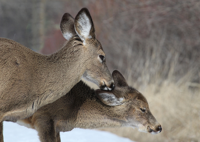 bonne Saint-Valentin, mon chou!