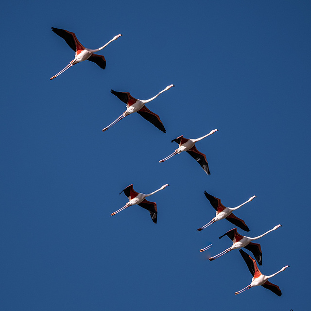 parc ornithologique de Pont de Gau en Camargue - France