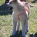 Little young dog
