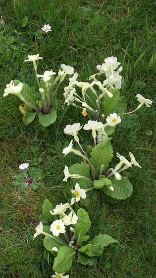 Lots of primroses growing in the grass