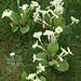 Lots of primroses growing in the grass