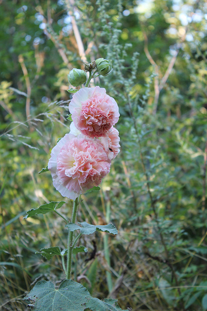 Trémière double rose (1)