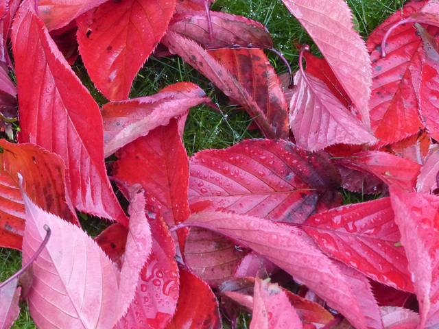 Fall in a Lee Garden (6) - 4 November 2015