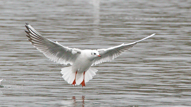 EFA9924blackheadedgulls