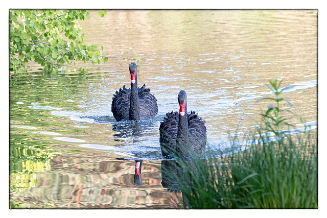 Schwan schwarz Paar